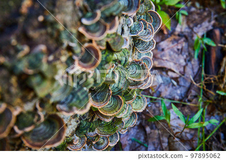 Detail on log of tiny green fungi and mushrooms 97895062