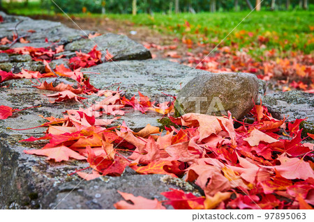 Detail of stone wall with piles of red leaves from peak fall 97895063