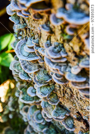 Detail of shelf mushroom fungi growing on log Detail of shelf mushroom fungi growing on log 97895073