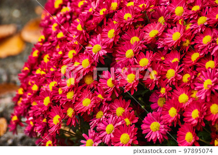 Detail of red and yellow flower cluster Detail of red and yellow flower cluster 97895074
