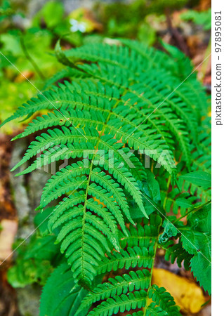 Detail of vibrant green fern plant Detail of vibrant green fern plant 97895081