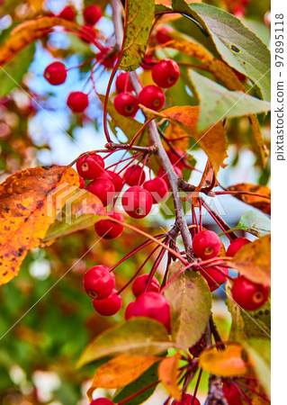 Detail of red berries growing on fall tree branch Detail of red berries growing on fall tree branch 97895118