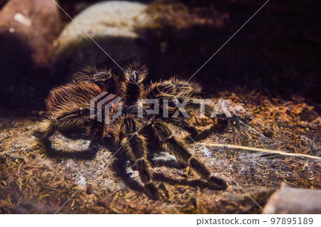 Brazilian red birdeating tarantula resting on mossy ground Brazilian red birdeating tarantula resting on mossy ground 97895189