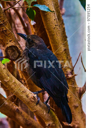 Dark black bird resting in tree branches in detail Dark black bird resting in tree branches in detail 97895254