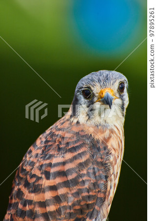 Curious American Kestrel raptor looking at you with dark and soft background Curious American Kestrel raptor looking at you with dark and soft background 97895261