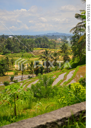 Rice field landscape on Bali Rice field landscape on Bali 97895331