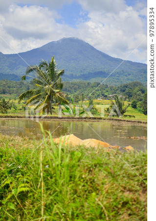 Rice field landscape on Bali 97895334