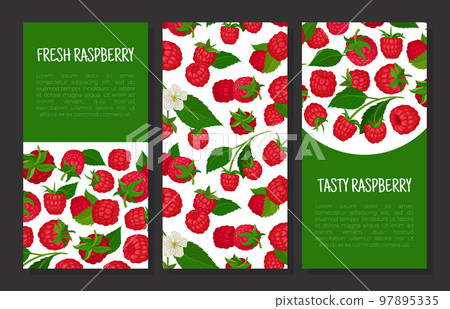 Fresh tasty raspberry banner templates set. Fresh organic berries, healthy product card, poster cartoon vector Fresh tasty raspberry banner templates set. Fresh organic berries, healthy product card, poster cartoon vector 97895335