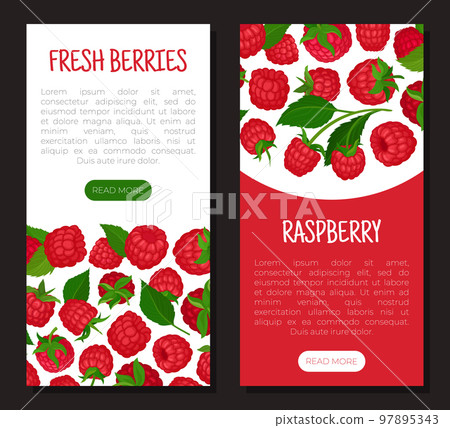 Fresh berries mobile app templates set. Organic ripe berries, healthy natural vegetarian food landing page, web banner cartoon vector 97895343