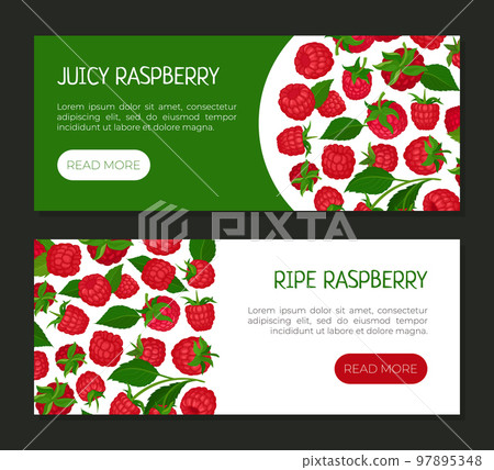 Ripe juicy raspberry landing page templates set. Fresh organic ripe berries, healthy natural vegetarian food horizontal web banners cartoon Ripe juicy raspberry landing page templates set. Fresh organic ripe berries, healthy natural vegetarian food horizontal web banners cartoon 97895348
