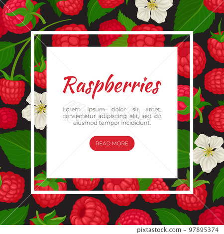 Raspberry landing page template. Fresh organic ripe berries, healthy natural vegetarian product web banner cartoon vector Raspberry landing page template. Fresh organic ripe berries, healthy natural vegetarian product web banner cartoon vector 97895374