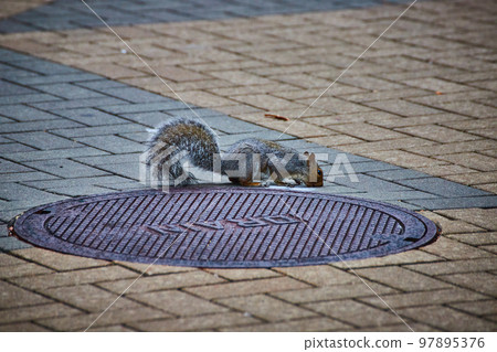 American New York squirrel on brick ground by manhole cover sniffing ground 97895376