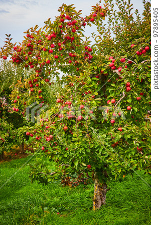 Apple orchard farm with red apples covering tree 97895405