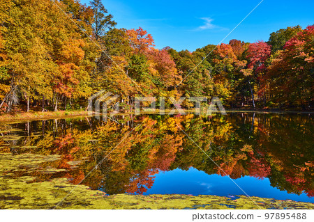 Beautiful blue pond with algae reflecting fall colors of forest around edge Beautiful blue pond with algae reflecting fall colors of forest around edge 97895488