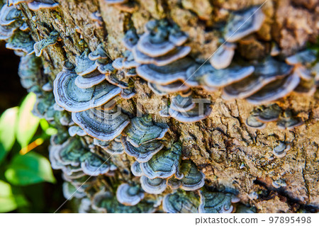 Bark of log covered in small green mushroom fungi 97895498