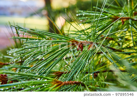 Beautiful drops of morning dew collect on pine tree needles Beautiful drops of morning dew collect on pine tree needles 97895546
