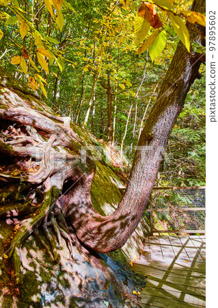 Bent tree trunk growing on wall up along boardwalk trail 97895602