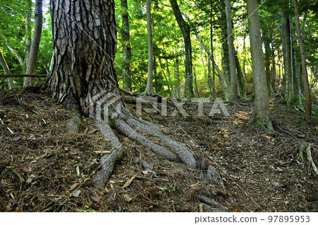 Mt. Akakuragatake in the Doshi Massif Red pine in Mt.Akakuragatake/Oguri Course 97895953