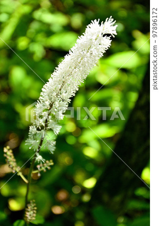 多子山地的尺子山 多子山地的尺子山 97896172