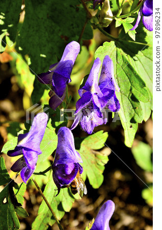 Yamatorikabuto, Mt. Koza in the Doshi Mountains Yamatorikabuto, Mt. Koza in the Doshi Mountains 97896234