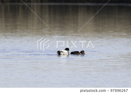 White-eye being chased by a yellow-backed duck White-eye being chased by a yellow-backed duck 97896267