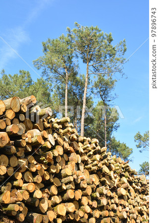 Deforestation environmental problem Deforestation environmental problem 97896743