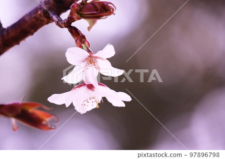 Beautiful cherry blossoms 97896798