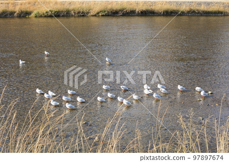 Black-headed gull 97897674