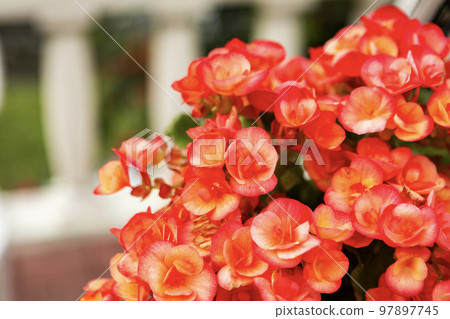 Begonia flowers 97897745
