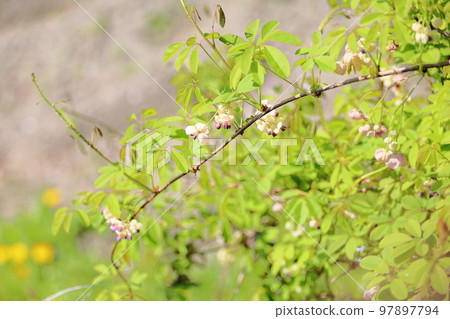Akebi flower Akebi flower 97897794