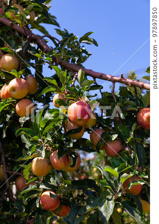 Farm harvest, ripe apples on branches Farm harvest, ripe apples on branches 97897850