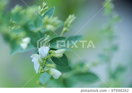 Flowers blooming in autumn, bush clover and amaryllis Flowers blooming in autumn, bush clover and amaryllis 97898262