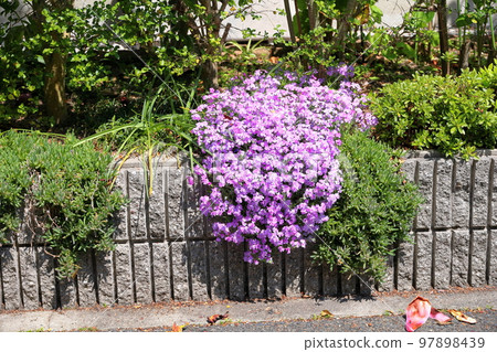 Shibazakura flowers 97898439