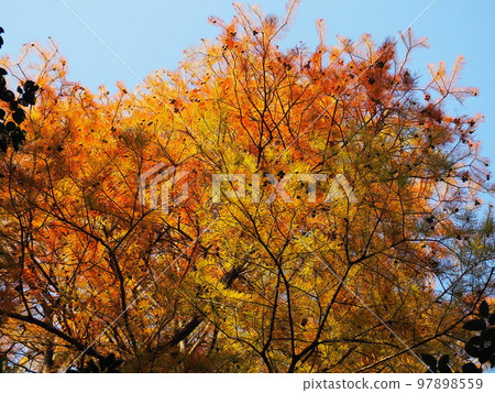 Rakucho Rakucho 97898559