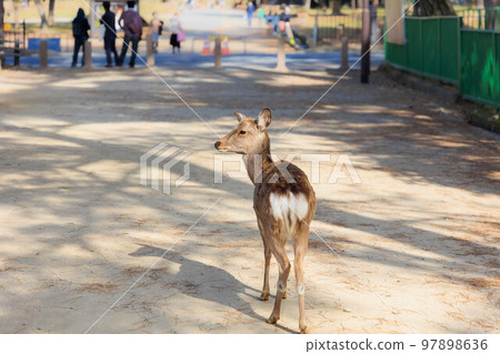 Deer in Nara Park [Japan: Nara] 97898636