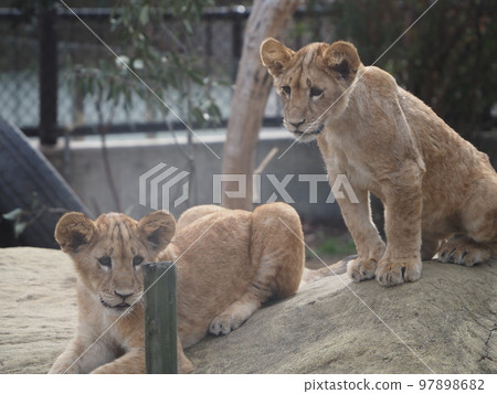 Lion cub I Lion cub I 97898682