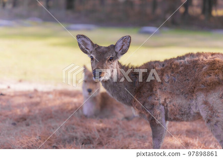 Deer in Nara Park [Japan: Nara] 97898861