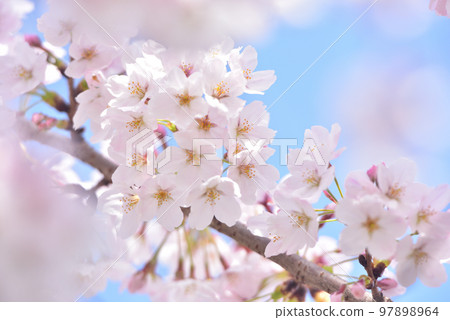 櫻花櫻桃樹春天 櫻花櫻桃樹春天 97898964