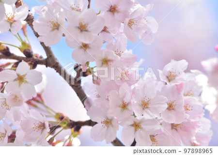 櫻花櫻桃樹春天 97898965