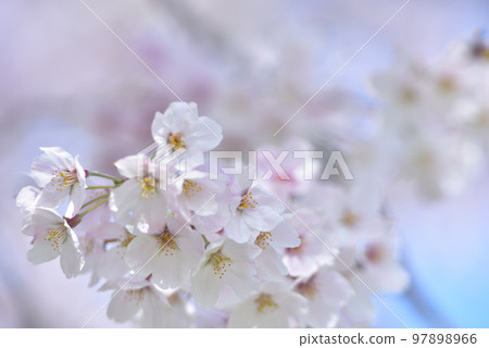 櫻花櫻桃樹春天 櫻花櫻桃樹春天 97898966