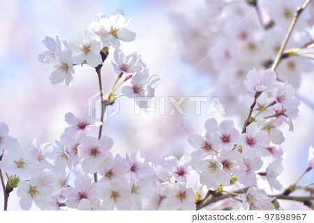 櫻花櫻桃樹春天 97898967