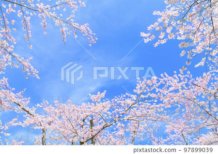 Cherry blossoms and blue sky frame 97899039