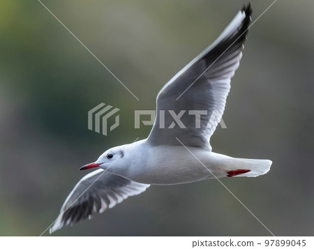 優雅的飛鷗 97899045