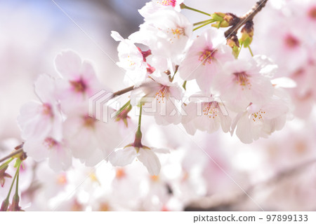 櫻花櫻桃樹春天 櫻花櫻桃樹春天 97899133
