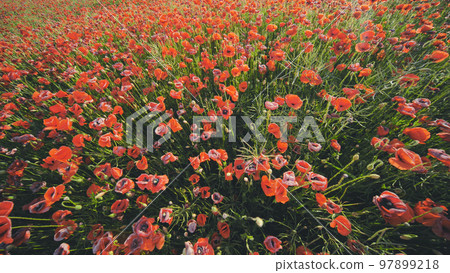 A large field of red poppy flowers at sunset. 97899218