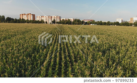 A cornfield of green by the city. Drone video. A cornfield of green by the city. Drone video. 97899233