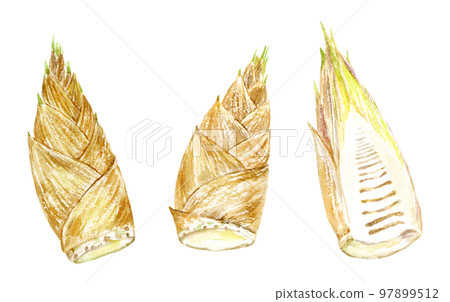 竹筍背景透明PNG水彩插圖 竹筍背景透明PNG水彩插圖 97899512