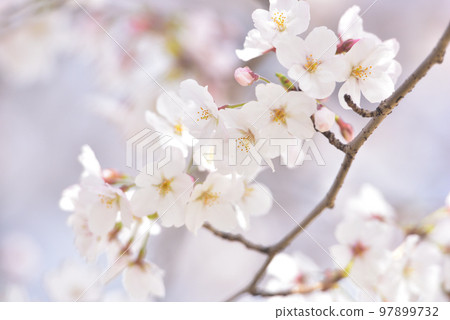 Cherry blossom, cherry tree, spring 97899732