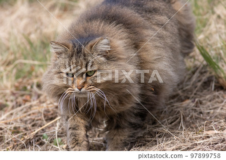 Fluffy local cat with long fur 97899758