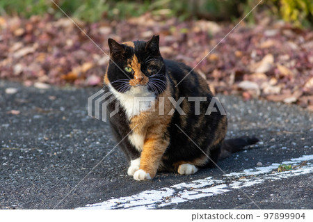 calico cat in the park 97899904